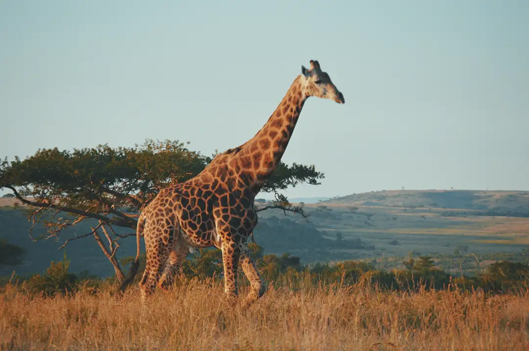 Giraffe walking in African savannah landscape.