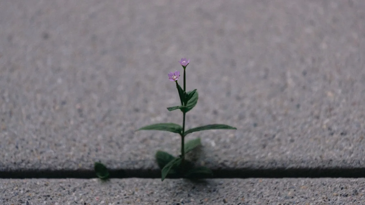 Small flower growing through pavement crack